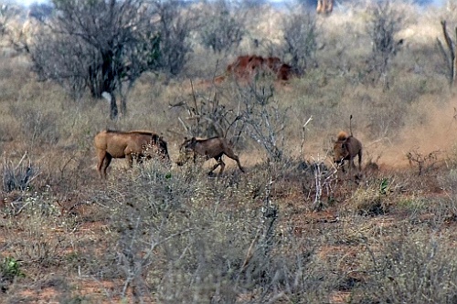 Kenia (329)